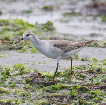 Wilson's Phalarope