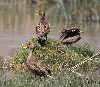 Yellow-billed Pintail