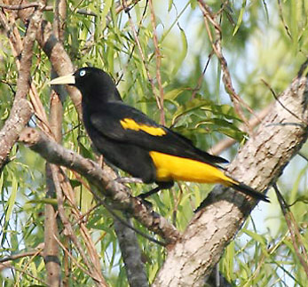 Yellow-rumped Cacique