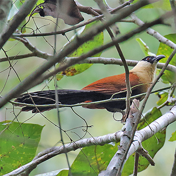 Black-faced Coucal