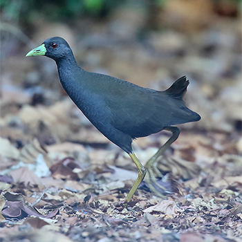 Plain Bush-hen