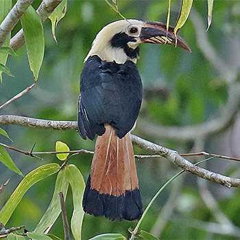 Samar Hornbill