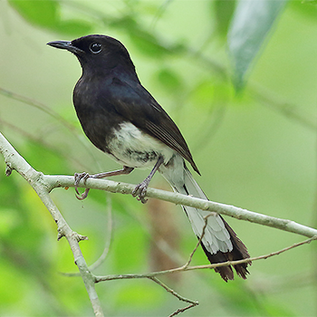 White-vented Shama