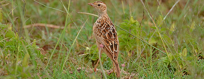 Liben Lark