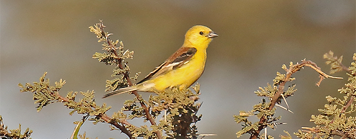 Sudan Golden Sparrow