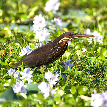 Black Bittern