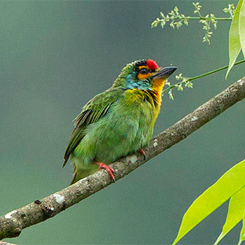 Crimson-fronted Barbet