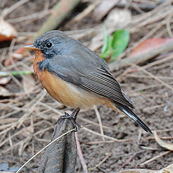 Kashmir Flycatcher