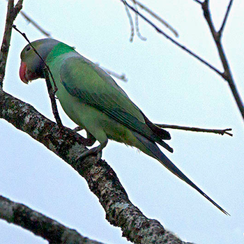 Layard's Parakeet