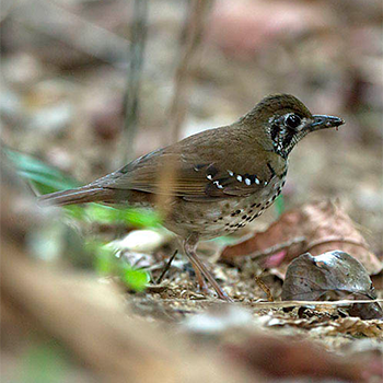 Spot-winged Thrush