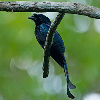 Sri Lanka Drongo