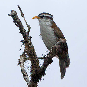 Sri Lanka Scimitar-babbler