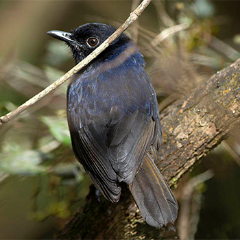 Sri Lanka Whistling-thrush