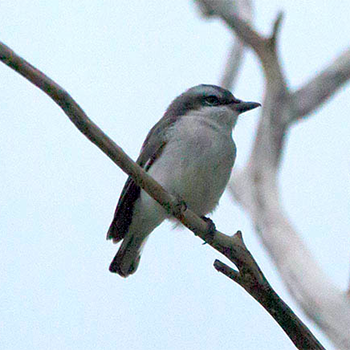 Sri Lanka Woodshrike