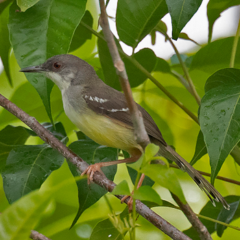 Bar-winged Prinia