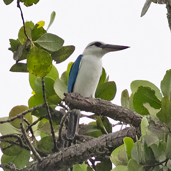 Beach Kingfisher