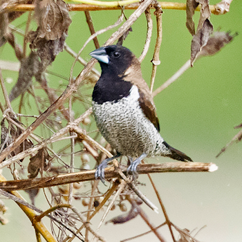Black-faced Munia