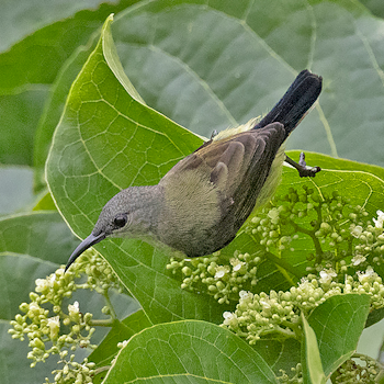 Black Sunbird