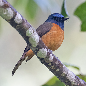 Blue-fronted Flycatcher