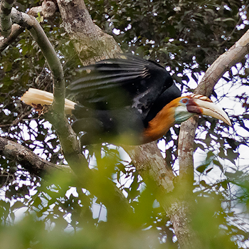 Blyth's Hornbill