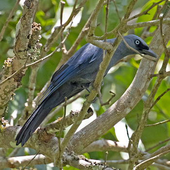 Cerulean Cuckooshrike