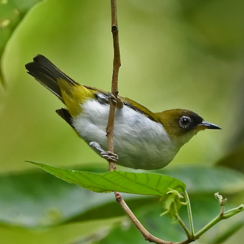 Cream-throated White-eye