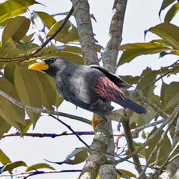 Finch-billed Myna