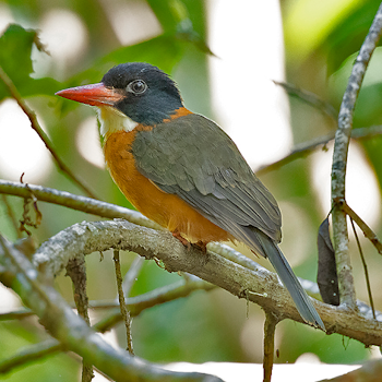 Green-backed (Black-headed) Kingfisher