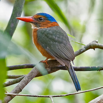 Green-backed (Blue-headed) Kingfisher