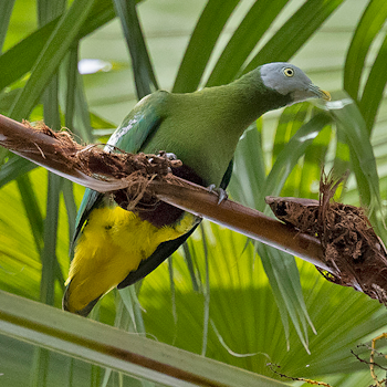 Grey-headed Fruit-dove