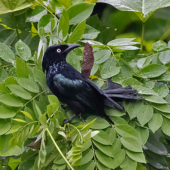 Hair-crested (White-eyed) Drongo