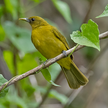 Halmahera Golden-bulbul