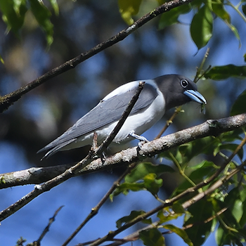 Ivory-backed Woodswallow