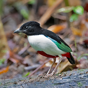 Ivory-breasted Pitta