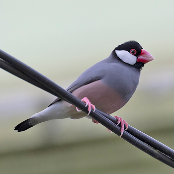 Java Sparrow