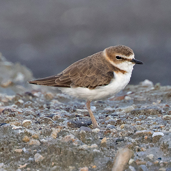 Javan Plover