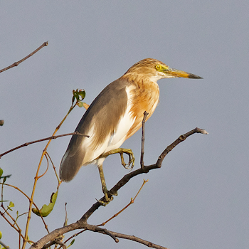 Javan Pond-heron