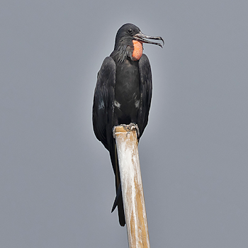 Lesser Frigatebird