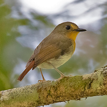 Lompobattang Flycatcher