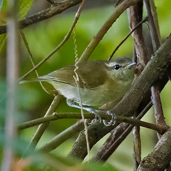 Lompobattang Leaf Warbler