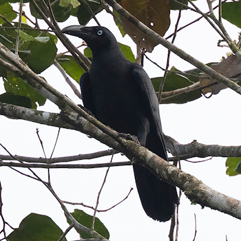 Long-billed Crow