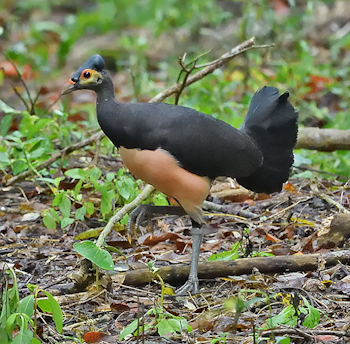 Maleo