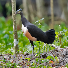Maleo