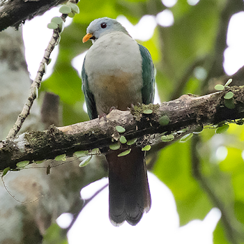 Maroon-chinned Fruit-dove
