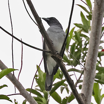 Moluccan Cuckooshrike