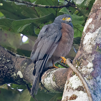 Moluccan Goshawk