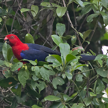 Moluccan King-parrot