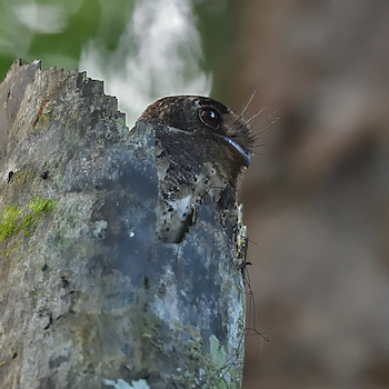 Moluccan Owlet-nightjar