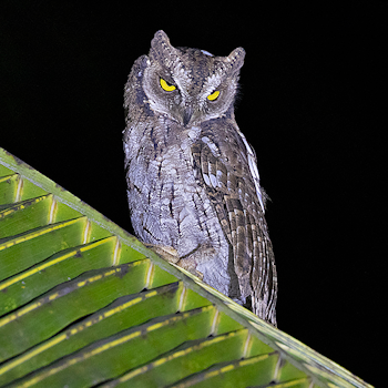 Moluccan Scops-owl
