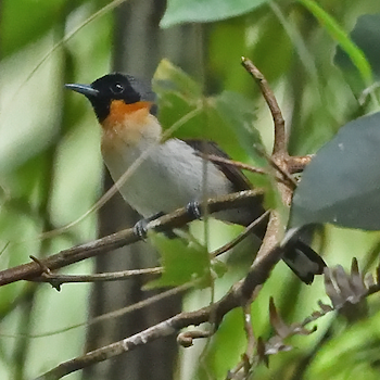 Moluccan Spectacled Monarch